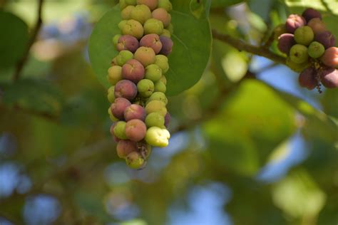 Southwest Florida Sea Grapes. A true Florida experience, now… | by Lloyd Duhon | Daily Colors ...