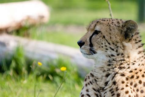 Image Cheetahs Big cats animal 1920x1280