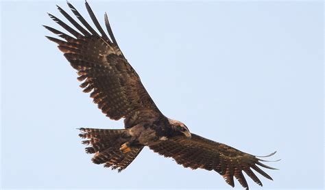 Black eagle facts, distribution & population | BioDB