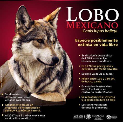 NACEN 10 CRÍAS DE LOBO GRIS MEXICANO - Brunoticias