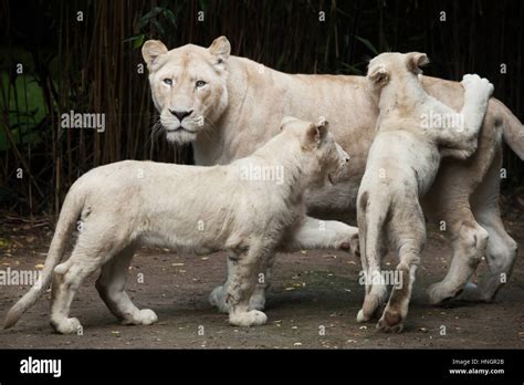 Female white lion with two newborn lion cubs at La Fleche Zoo in the Loire Valley, France. The ...