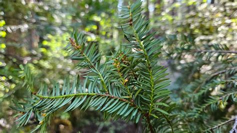 Taxus brevifolia - Trees and Shrubs Online