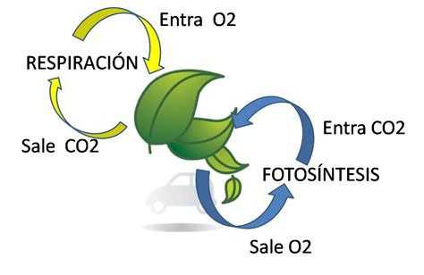 RESPIRACIÓN EN PLANTAS: RESPIRACIÓN EN PLANTAS