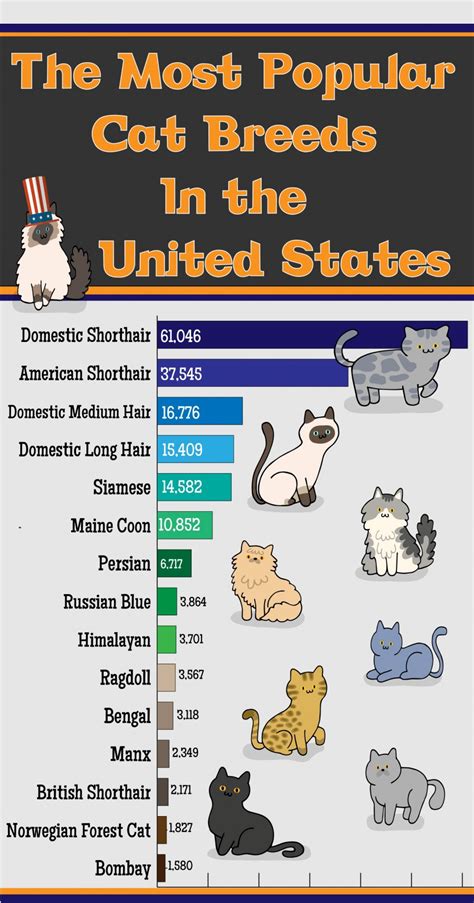 The most popular cat breeds in the usa – Artofit