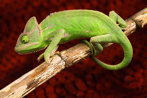 Vibrant Chameleon: 8K Ultra HD Wallpaper