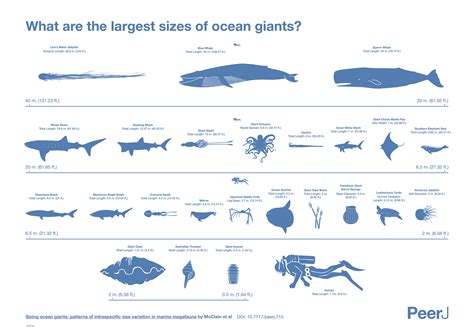 World's Largest Sea Creatures Turn Out To Be Smaller Than We Thought ...