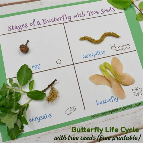 Stages of a Butterfly Life Cycle Seed Activity (Free Printable) - Messy Little Monster