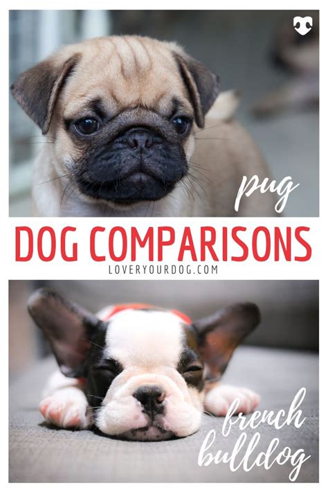 Pug vs. French Bulldog: Breed Differences & Similarities | French ...