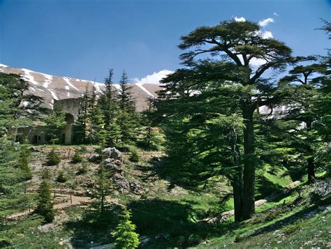 The Forest of the Cedars of God, Kadisha Valley | The Forest… | Flickr