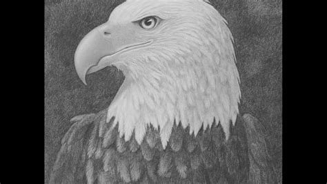 How to Draw a Bald Eagle Head With Pencil - Narrated - YouTube