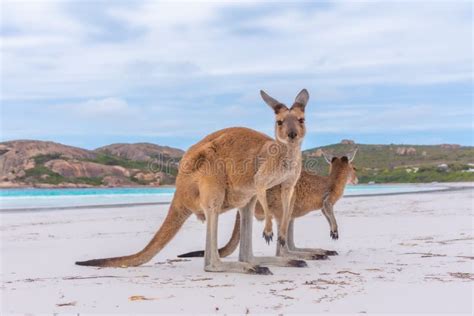 Kangaroos at Lucky Bay in Australia Stock Image - Image of grand, marsupial: 204421957