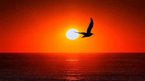 2017, nature, bird, sunset HD Wallpaper