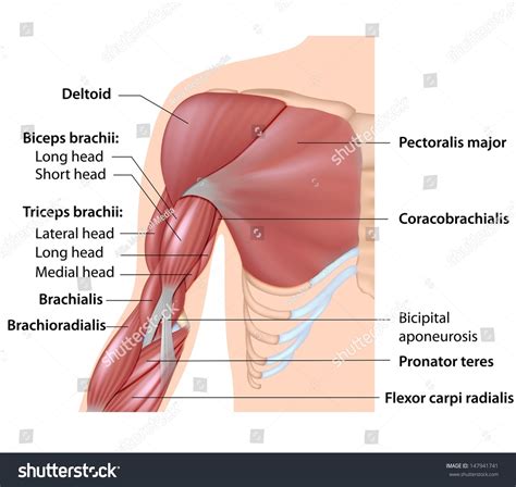 Muskler i armens anatomi, merket diagram. Arkivillustrasjon 147941741 ...