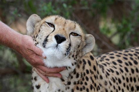 Tame Cheetah stock photo. Image of portrait, carnivore - 14155964