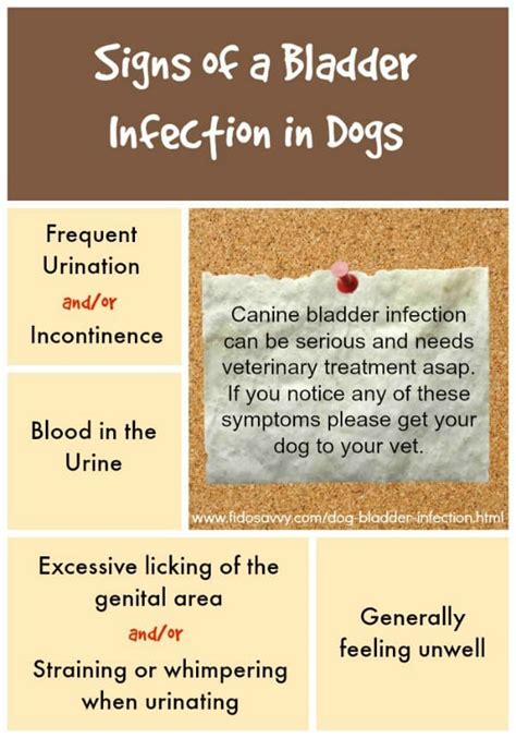 How To Help Dog With Bladder Infection