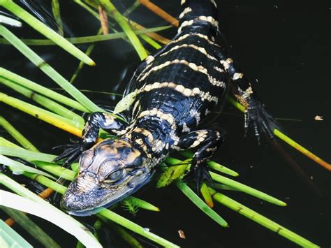 Texas' Alligator Hotspots: Nature's Most Fascinating Predators