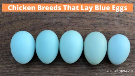 7 Chicken Breeds That Lay Blue Eggs - Animal Hype