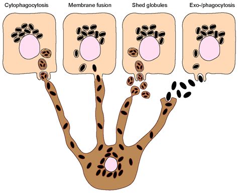 IJMS | Free Full-Text | Melanin’s Journey from Melanocytes to ...