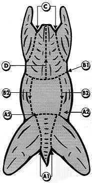 Cuts of Rabbit Meat | The following cutting diagram and description yields portions for ...