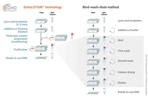 EchoLUTION Buccal Swab DNA Kit - Spin Column – Witec AG