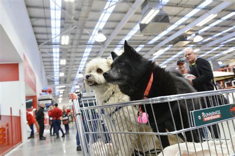 Bunnings Halls Head opens its doors | Photos | Mandurah Mail | Mandurah, WA