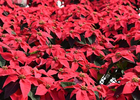 Abundant poinsettia colors bring beauty to holidays | Mississippi State University Extension Service