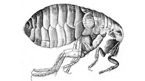 The plague is back, this time in New Mexico | MPR News