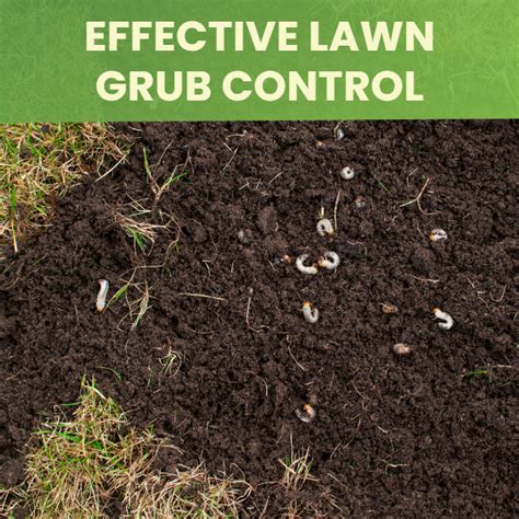 Lawn Grub: Effective Lawn Grub Control