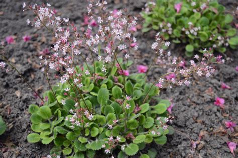 Saxifrage varieties: the most beautiful at a glance - Plantura