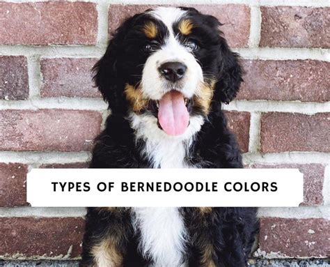 Bernedoodle Colors – Tricolor, Black, White, Brown, etc.