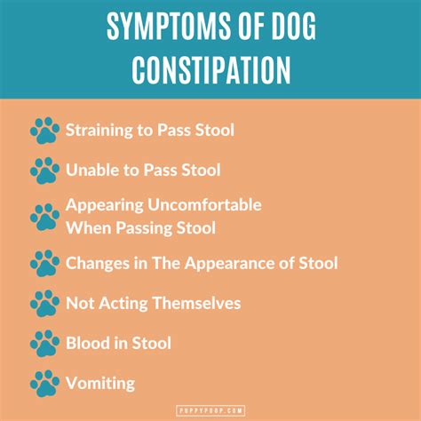 Causes of Dog Constipation and Remedies to Keep Your Dog Healthy