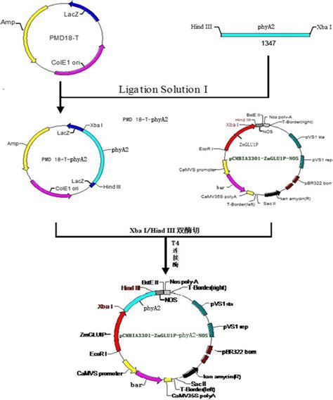 The process of the construction of plant expression vector | Download Scientific Diagram