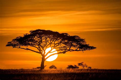 Pôr do sol paisagem da natureza da savana africano árvores gramíneas KC418 sala home da parede ...