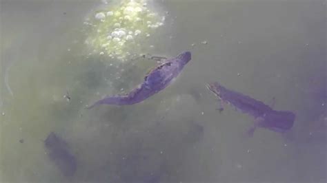 Newts Mating in our Garden - YouTube