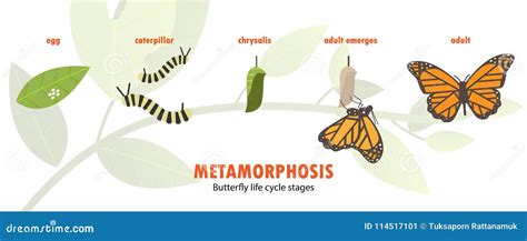 Butterfly Life Cycle Metamorphosis Stock Illustrations – 190 Butterfly ...