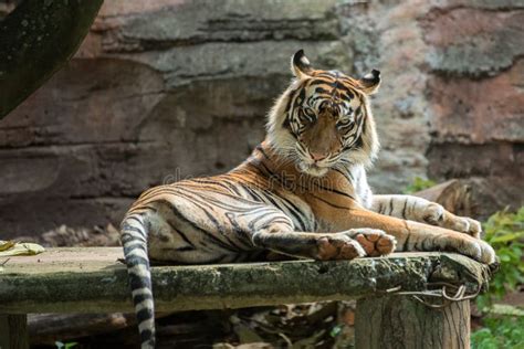 Sumatran Tiger Sitting on the Rock Stock Photo - Image of white, mammal ...