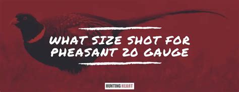 What Size Shot for Pheasant 20 Gauge? - Hunting heart