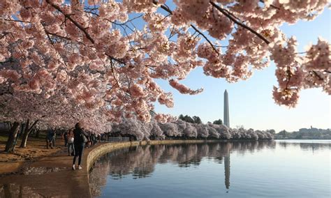 The Cherry Blossoms in Washington