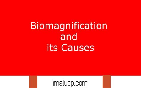 Biomagnification and its Causes - Imaluop - IMALUOP