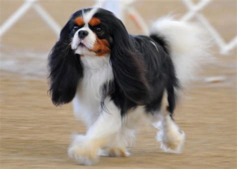 Tri-Colored Cavalier King Charles Spaniel ♥ ♥ What a Beauty. ♥ ♥ | King ...