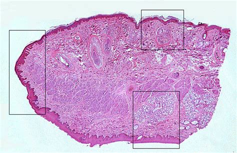 Oral Cavity Histology