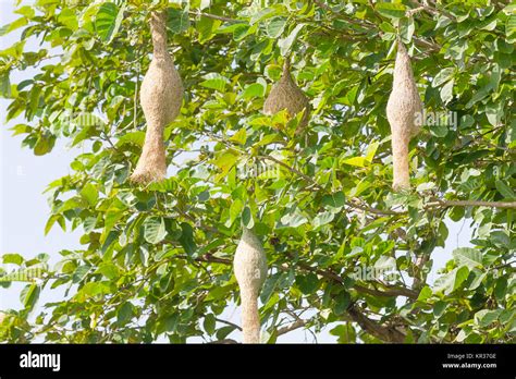 Baya weaver bird nest Stock Photo - Alamy