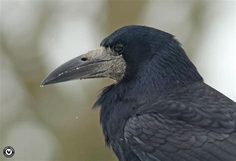 Rook by Nick Truby - BirdGuides