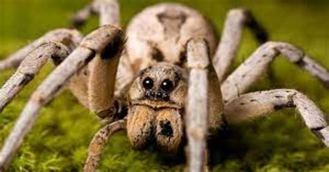 How to do Wolf Spider Identification? Distribution, diet & appearance ...