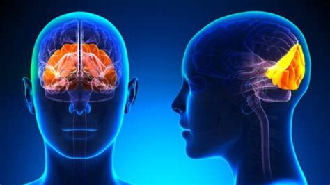 What is the parietal lobe and what functions does it have? - Padeye