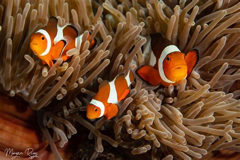 Things You Never Knew: 8 Facts About Anemonefish