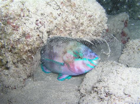 Absurd Creature of the Week: This Goofy Fish Poops Out White-Sand Beaches | WIRED