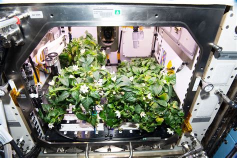 Growing Peppers on the ISS Is Just the Start of Space Farming | WIRED