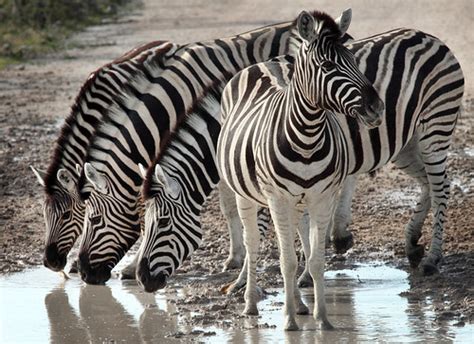 Wildlife, zebra, Namibia | Zebras in Etosha National Park, N… | Flickr