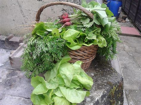 early spring harvest | Harvest, Garden, Vegetables